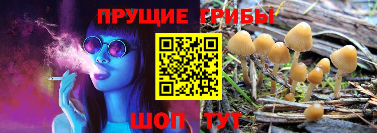 Псилоцибиновые грибы Psilocybe  что такое   Галлюциногенные грибы GOLDEN TEACHER  Аргун  Вход с VPN 